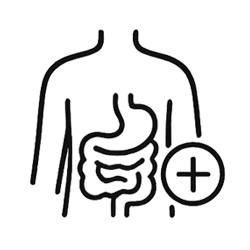 Gut Health, Digestion & Microbiome Balance